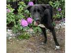 Adopt Flash a Labrador Retriever, Mixed Breed