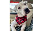 Adopt Romeo Lonestar a Pit Bull Terrier