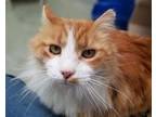Adopt DOWNY a Domestic Long Hair