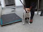 Adopt JESSIE a Parson Russell Terrier, Mixed Breed