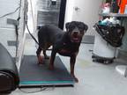 Adopt BRUNO a Rottweiler, Mixed Breed