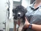 Adopt RHYSAND a German Shepherd Dog, Mixed Breed
