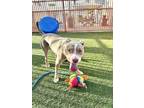 Adopt JACKSON a Pit Bull Terrier