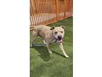 Adopt CAINE a Pit Bull Terrier