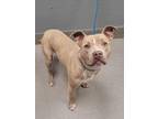 Adopt SHADY a Pit Bull Terrier