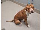 Adopt BENEDICT a Pit Bull Terrier