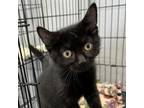 Adopt Toulouse a Domestic Short Hair