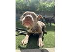 Adopt Henry a Pit Bull Terrier, Mixed Breed