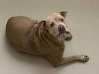 Adopt BRUCE a Mastiff, Pit Bull Terrier