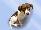 Adopt ROSS a English Pointer, Mixed Breed