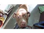 Adopt REGGIE a Pit Bull Terrier, Mixed Breed