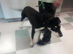 Adopt REX a Rottweiler, German Shepherd Dog