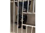 Adopt A432612 a Pit Bull Terrier, Dachshund