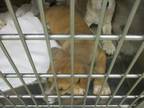 Adopt A432753 a Terrier