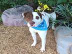 Adopt BOLT a Pit Bull Terrier, Mixed Breed