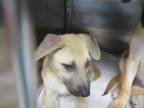 Adopt A432523 a Black Mouth Cur, Mixed Breed