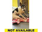Adopt Uno a Rat Terrier, Mixed Breed