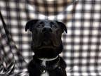 Adopt Clyde a German Shepherd Dog, Labrador Retriever