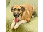 Adopt Mussel a Mixed Breed