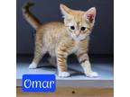Adopt Omar a Domestic Short Hair