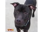 Adopt CONNOR a Pit Bull Terrier