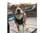 Adopt Joker - Local Puppy a Beagle, Brittany Spaniel