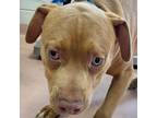 Adopt ROOSTER a Mixed Breed