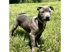 Adopt MARTINO a American Staffordshire Terrier, Mixed Breed