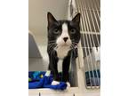 Adopt Johnny (shelter) a Domestic Short Hair