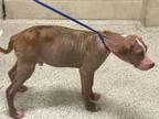 Adopt WATERMELON CRAWL a Pit Bull Terrier, Mixed Breed