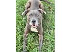Adopt FISHER a Pit Bull Terrier