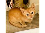 Adopt Xtra Special 12 a Domestic Short Hair