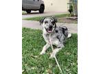 Adopt PEPPERONI a Catahoula Leopard Dog, Mixed Breed