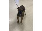 Adopt LIL STINKER a Boxer, Mixed Breed