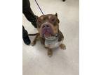Adopt PUSHA a Pit Bull Terrier