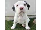 Adopt Argon a American Staffordshire Terrier, Boxer