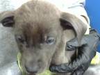 Adopt PARR a Mixed Breed