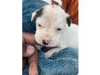 Adopt NICK a Pit Bull Terrier