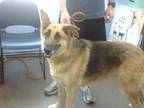 Adopt OSO a Mixed Breed