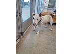 Adopt Spanky a Bull Terrier, Mixed Breed