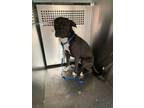 Adopt Steven a Pit Bull Terrier, Mixed Breed