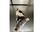 Adopt 56063728 a Rat Terrier, Mixed Breed