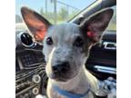Adopt Rice a Cattle Dog, Mixed Breed