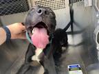 Adopt Hawk a Pit Bull Terrier, Mixed Breed