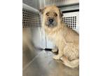 Adopt Mr. Krispy a Cairn Terrier, Mixed Breed