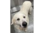 Adopt Geoffrey a Great Pyrenees, Mixed Breed