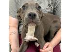 Adopt Napoleon a Pit Bull Terrier, Mixed Breed