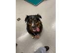 Adopt Mack a Border Collie, Mixed Breed