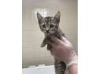 Adopt Jelly a Domestic Short Hair