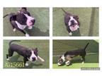 Adopt JAKE a American Staffordshire Terrier